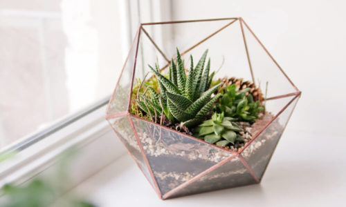 Bunnings DIY Terrarium