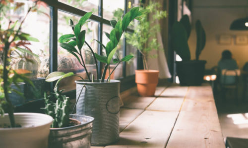 Indoor Plants for Bedroom