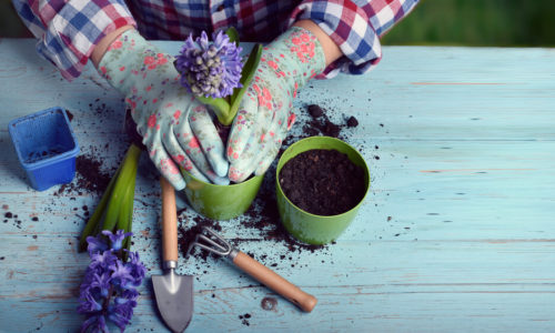 Green Thumb Potting a Plant