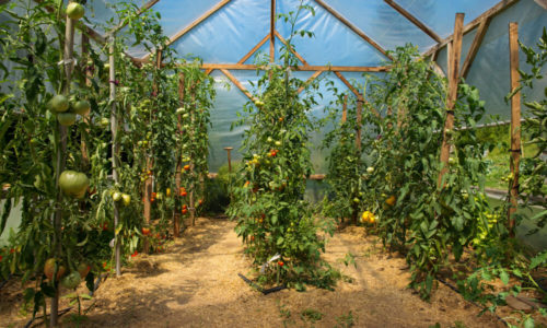 DIY Greenhouse